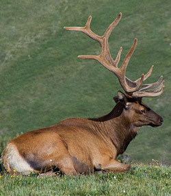 Wildlife of the Canadian Rockies