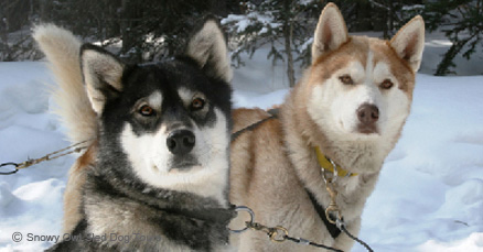 Things To Do In Banff - Top 5 for Winter