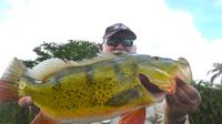 6-hour Miami Peacock Bass Fishing Trip