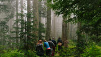 Wild Edible Plants: Rainforest Walking Tour with Lunch
