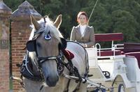 60-Minute Deluxe Horse-Drawn Carriage Tour