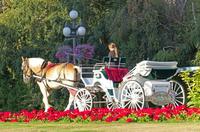 Horse-Drawn Carriage Tour of Beacon Hill Park
