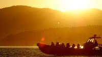 Summer Sunset Whales and Wildlife Tour in Vancouver Island