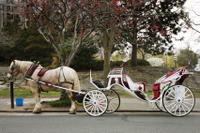 The Royal Carriage Tour