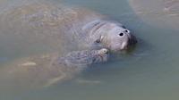 Indian River Manatee Kayaking Tour