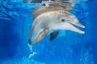 Clearwater Marine Aquarium Day Trip from Orlando