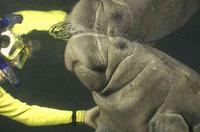 Swim with Manatees at Crystal River plus Everglades Airboat Adventure