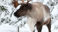 Ecomuseum Zoo: Discover Québec's Wildlife in Winter