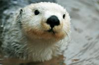 Vancouver Trolley Hop-on Hop-off Tour, Lookout Observation Deck and Vancouver Aquarium Combo