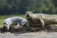 Snorkeling with Seals in Nanaimo from Vancouver
