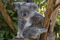 San Diego Zoo Transportation and Admission