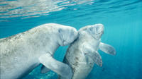 Crystal River Manatee Swim from Orlando