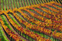 Small Group Sonoma Redwoods and Wine Tour