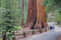 2-Day Yosemite National Park Tour from San Francisco