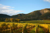 Vine to Wine Napa and Sonoma Day Trip plus Alcatraz Tour and Aquarium Access