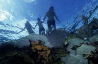 La Jolla Kayak and Snorkel Tour