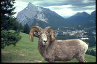 Evening Wildlife Safari