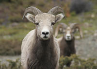 Maligne Valley and Wildlife Tour