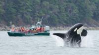 Whale Watching Tour from Granville Island in Vancouver
