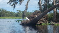 St Johns River Kayak Experience