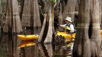 Econlockhatchee River Kayak Tour