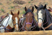 2-Hour Horseback Riding through Red Rock Canyon