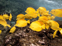 Maui Ocean Center Admission