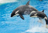 Miami Seaquarium with Transport