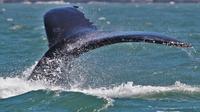 Gulf of the Farallones Whale Watching Excursion