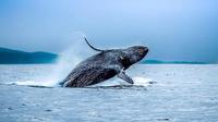 San Francisco Golden Gate Whale-Watching Tour