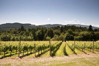 Vancouver Shore Excursion: Private Fraser Valley Wine Tour