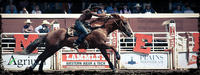 The Calgary Stampede