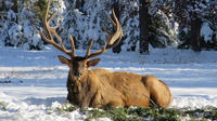 Jasper Winter Wildlife Search