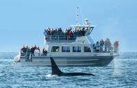 Whale-Watching Cruise with Expert Naturalists