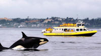 Ocean Magic Whale-Watching Adventure in Victoria