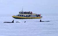 Whale-Watching Cruise from Victoria and Butchart Gardens Admission