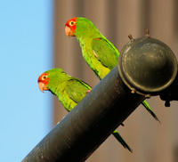 San Francisco's Wild Parrots of Telegraph Hill Walking Tour