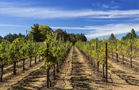 Napa and Sonoma Wine Tour from San Francisco