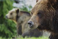 Grouse Mountain Admission