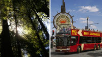 Coastal Redwoods Visit with San Francisco Hop-On Hop-Off Tour