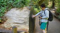 Shore Excursion: Coastal Redwoods of Muir Woods National Monument Half-Day Tour