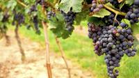 Wine Experience Day Trip to Napa and Sonoma by Luxury Motorcoach
