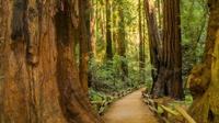 Muir Woods and Sausalito Tour by Hop-On Hop-Off Bus