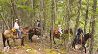 Half Day Guided Horseback Ride at Birkenhead Lake