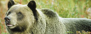 Bear & Wildlife Tours