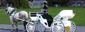 Horse Drawn Carriage Tours